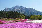 芝桜の丘