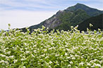 そばの花見の里